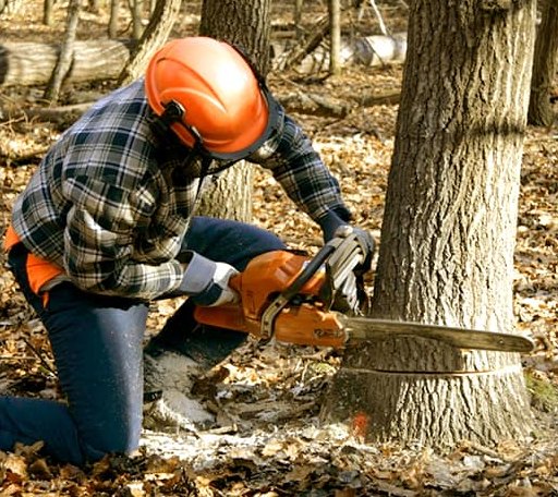Tree Removal in Pharr, TX